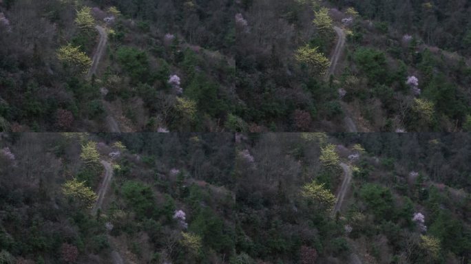 浙江山区春天野樱花檫树花道路山路交通山村