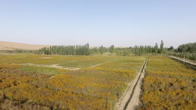 新疆和田皮山雪菊种植