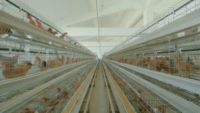 现代畜牧养殖科学养鸡高效