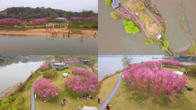 航拍福州鲤鱼洲樱花岛樱花盛开全景合集4K