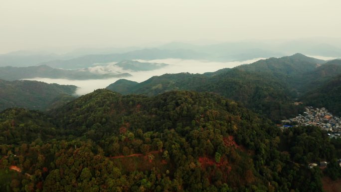 【4k】易武麻黑茶山