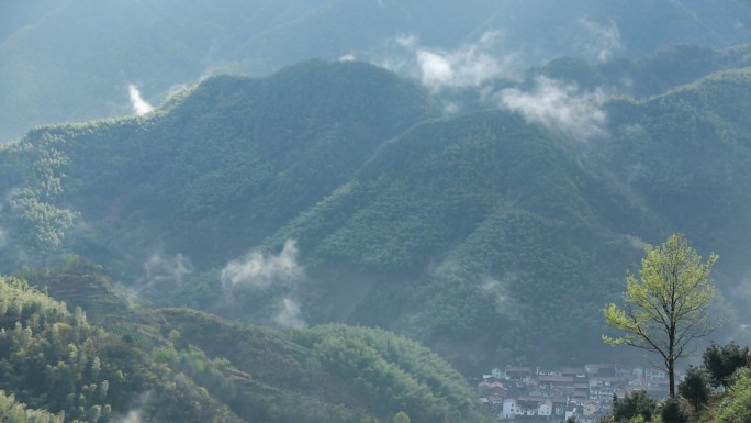 浙江山区春天早晨云雾山村树木农村竹山竹海