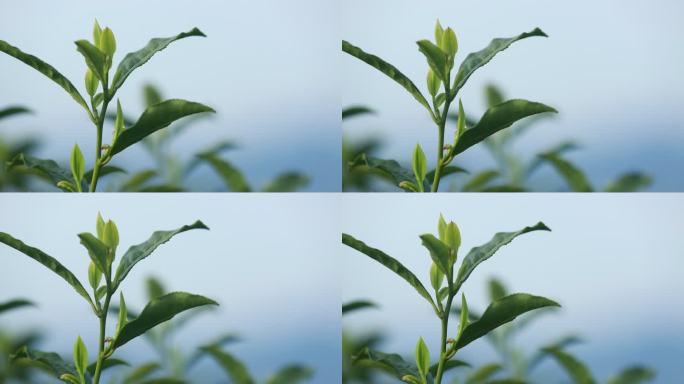 浙江茶叶嫩芽特写绿茶龙井茶茶山茶园