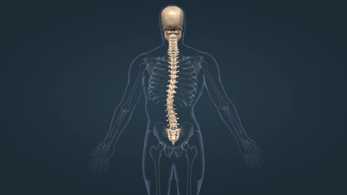 医学人体骨骼骨架脊柱侧弯脊柱疾病三维动画