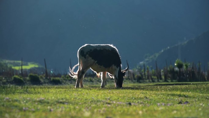 草原牧场奶牛吃草实拍