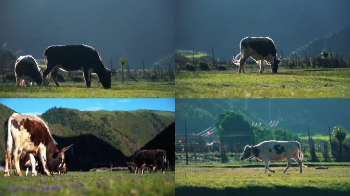 草原牧场奶牛吃草实拍