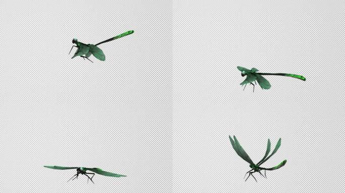 5组蜻蜓飞行动画_带alpha通道