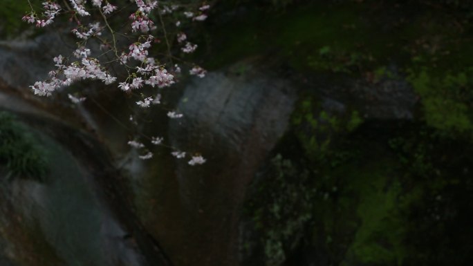 浙江春天山区野樱花特写黑色背景水墨中国风