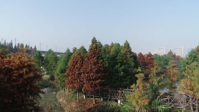 宁波植物园水上森林水杉航拍