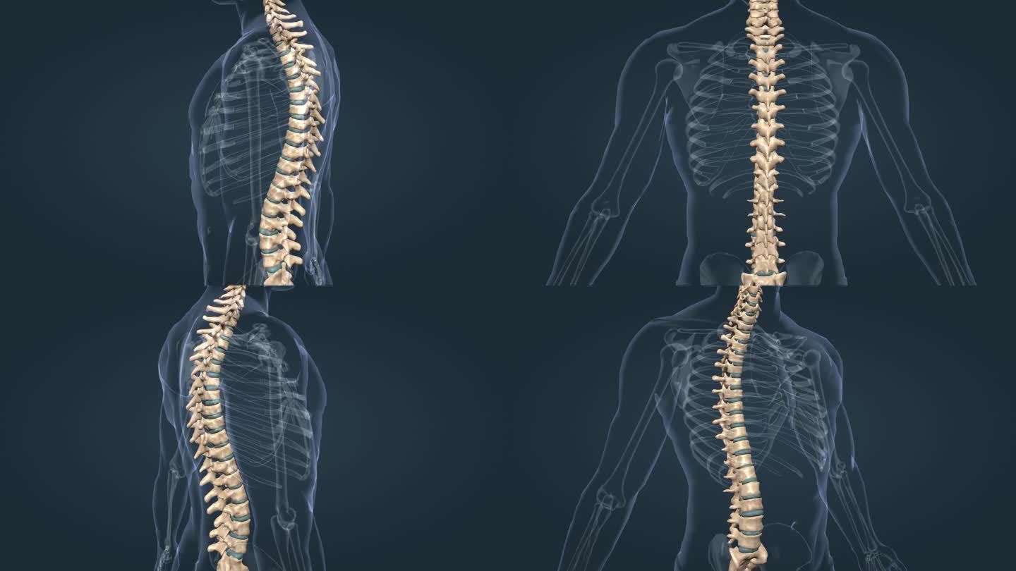 医学 人体 骨骼 骨架 脊椎 脊柱 颈椎