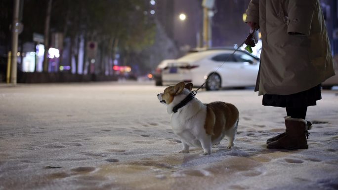 夜晚 雪中 柯基犬