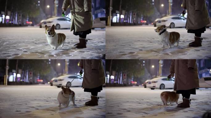 夜晚 雪中 柯基犬