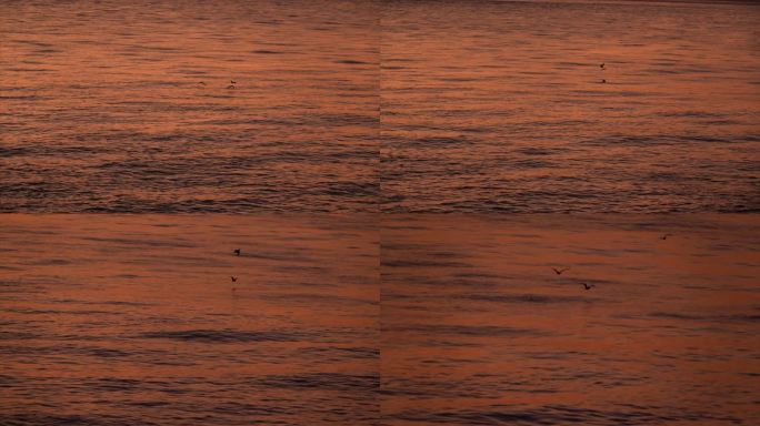 4k金色水面上的海鸥