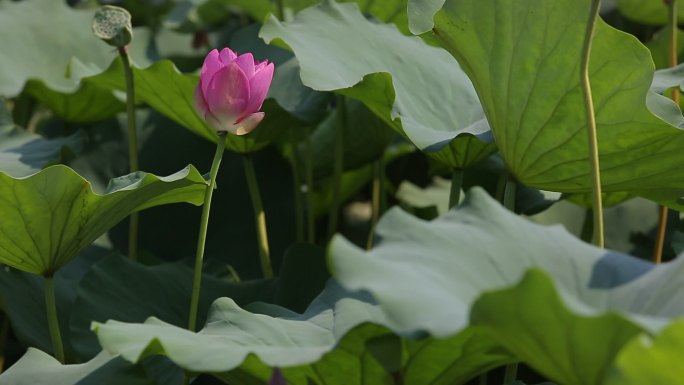 夏日荷花特写高清原片