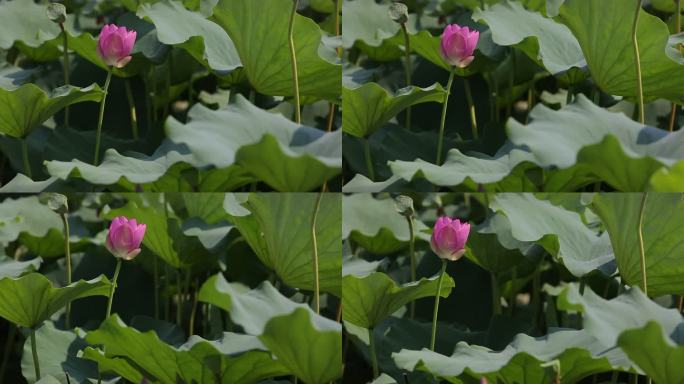 夏日荷花特写高清原片