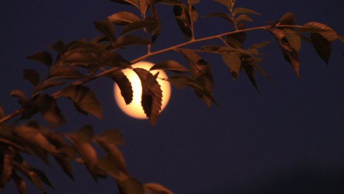 树枝掩映中的明月光