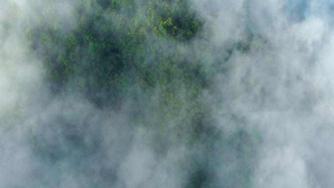 原始森林云雾大自然航拍树木绿色清新唯美