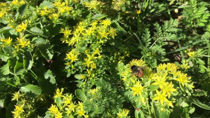 绿地 花卉 蜜蜂