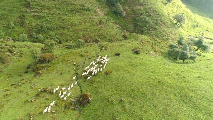 高山草原上奔跑的羊群