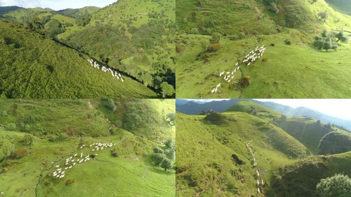 高山草原上奔跑的羊群