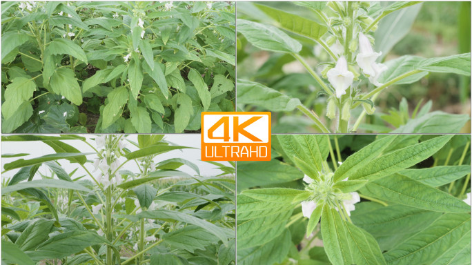 4K芝麻实拍芝麻开花