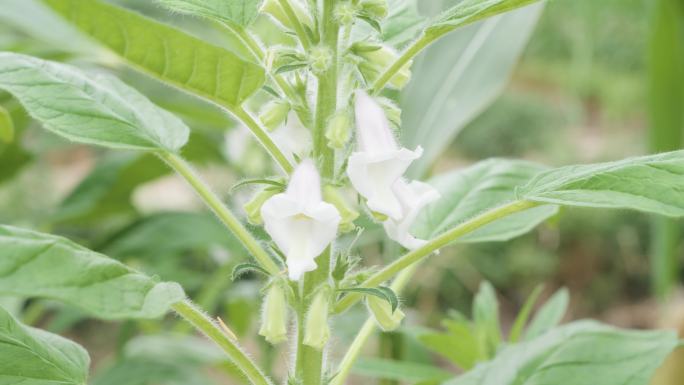 4K芝麻实拍芝麻开花