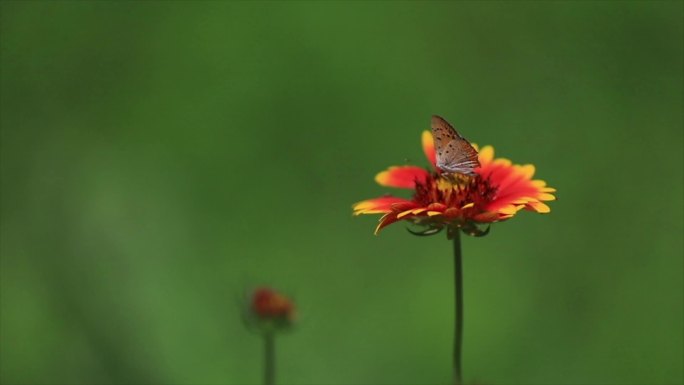花  夏天 蝴蝶 荷花 蜜蜂 升格慢动作