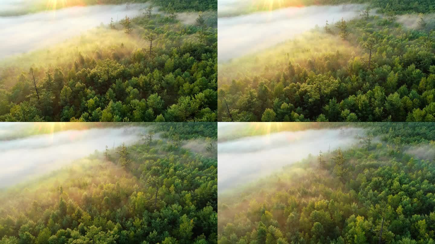 航拍晨雾中的阳光森林