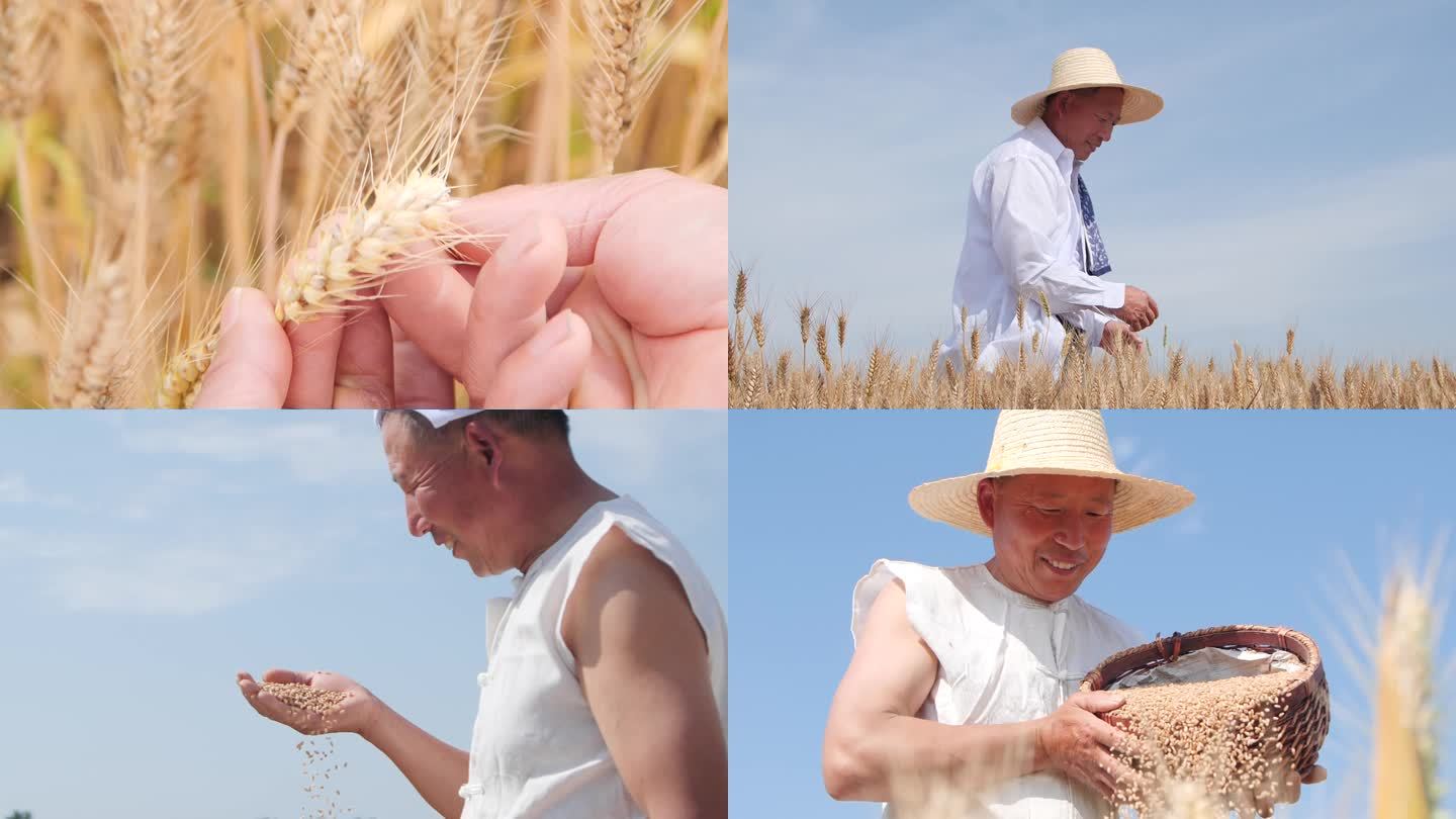 小麦丰收素材