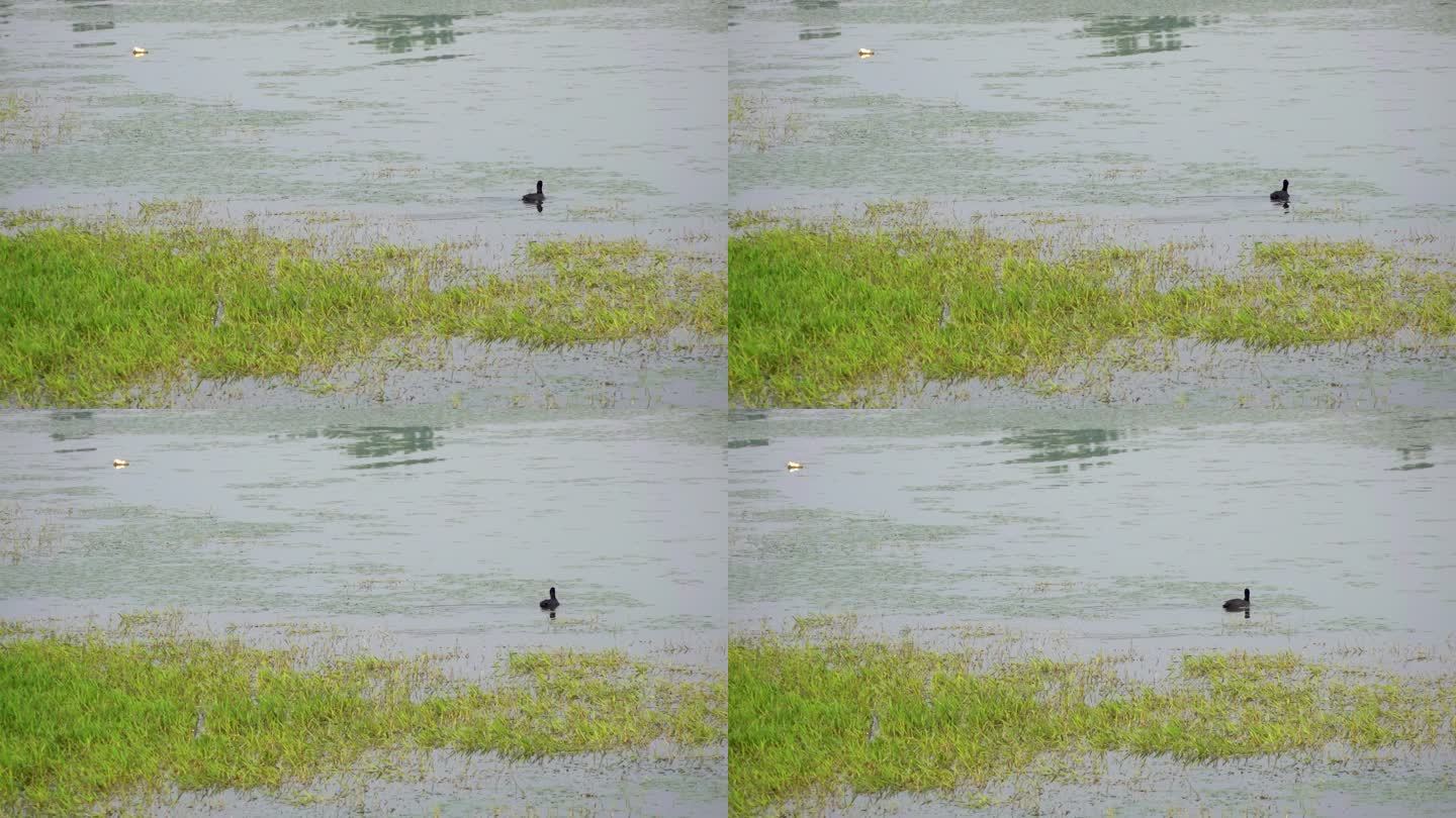 野生水鸟