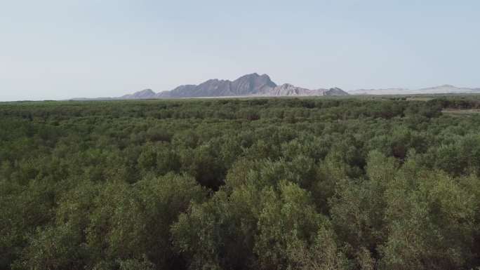 夏天的叶尔羌河胡杨