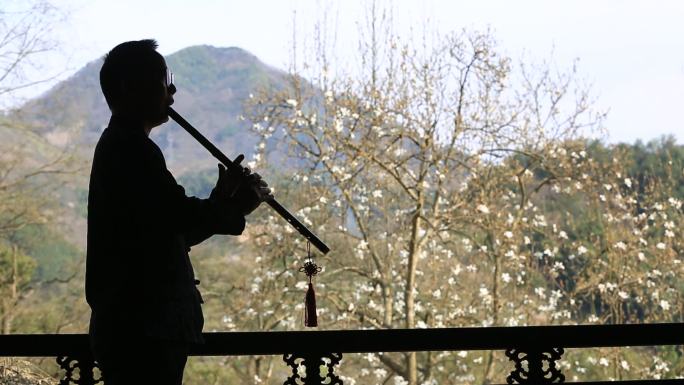 传统乐器竹箫洞箫演奏吹箫剪影春天玉兰花