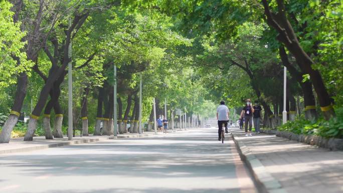 林荫大道 大学校园