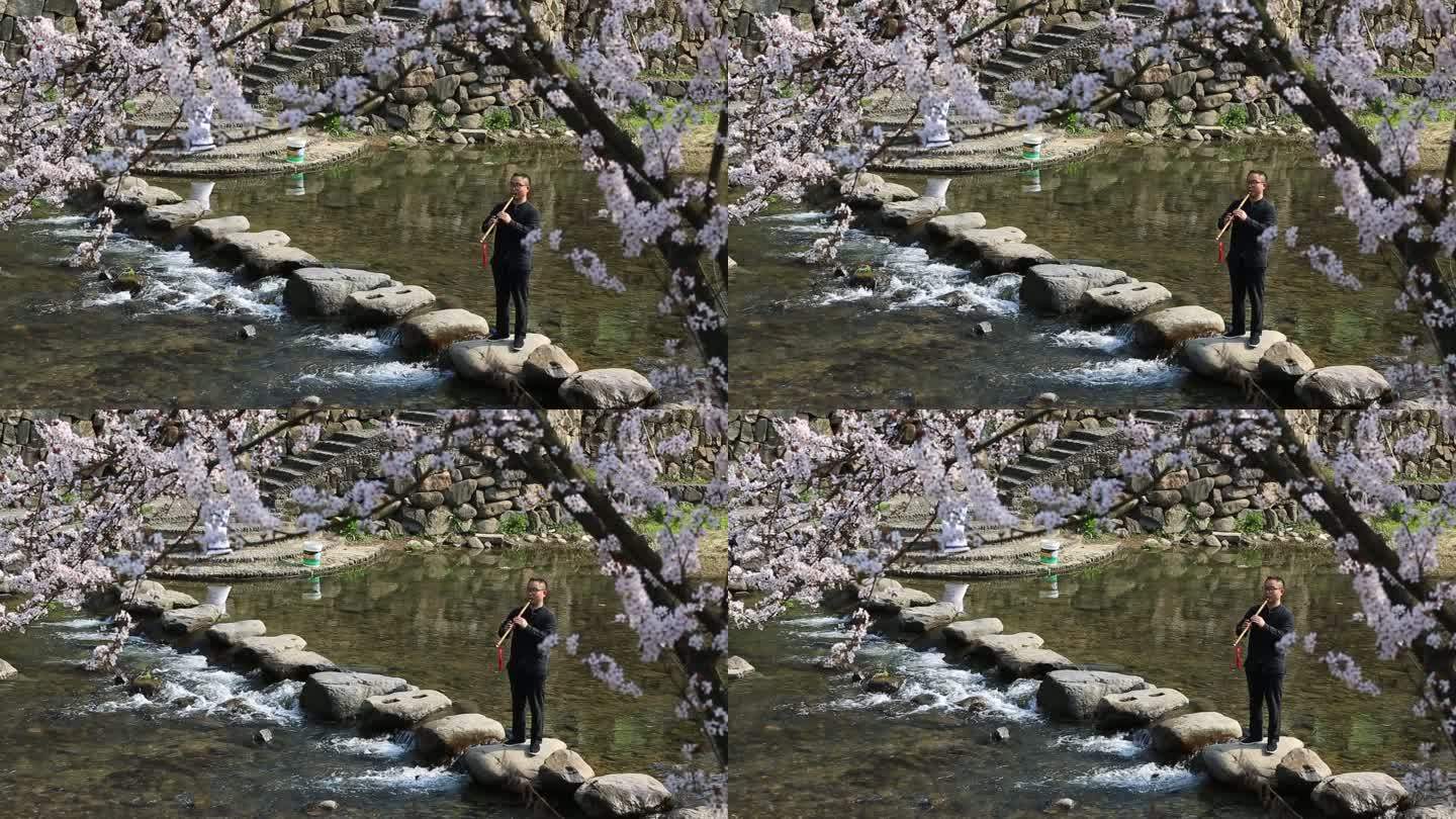 江南春天樱花溪水传统乐器洞箫竹箫吹箫实拍