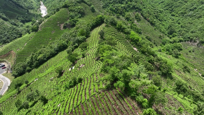 信阳茶山