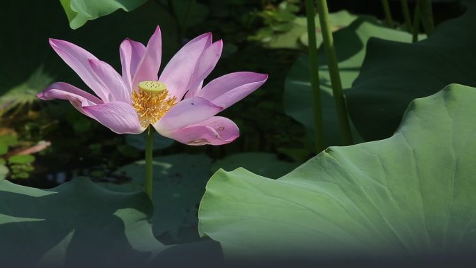 高清荷花夏日视频