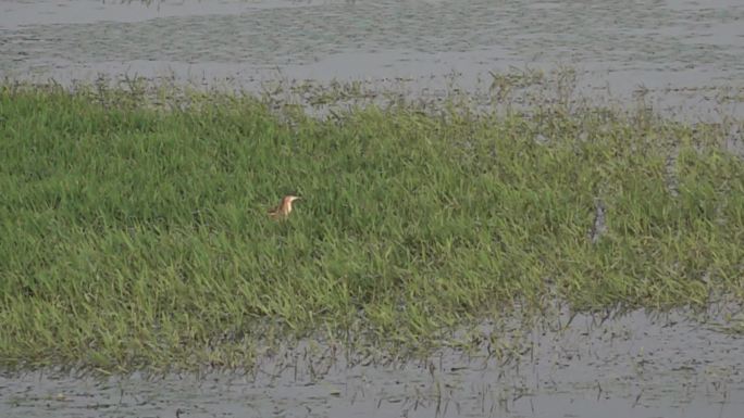 野生水鸟