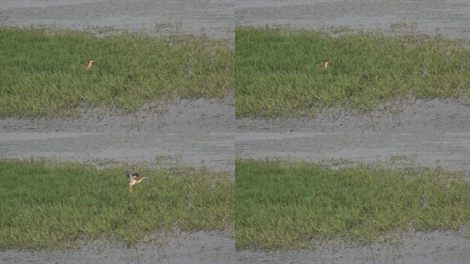 野生水鸟