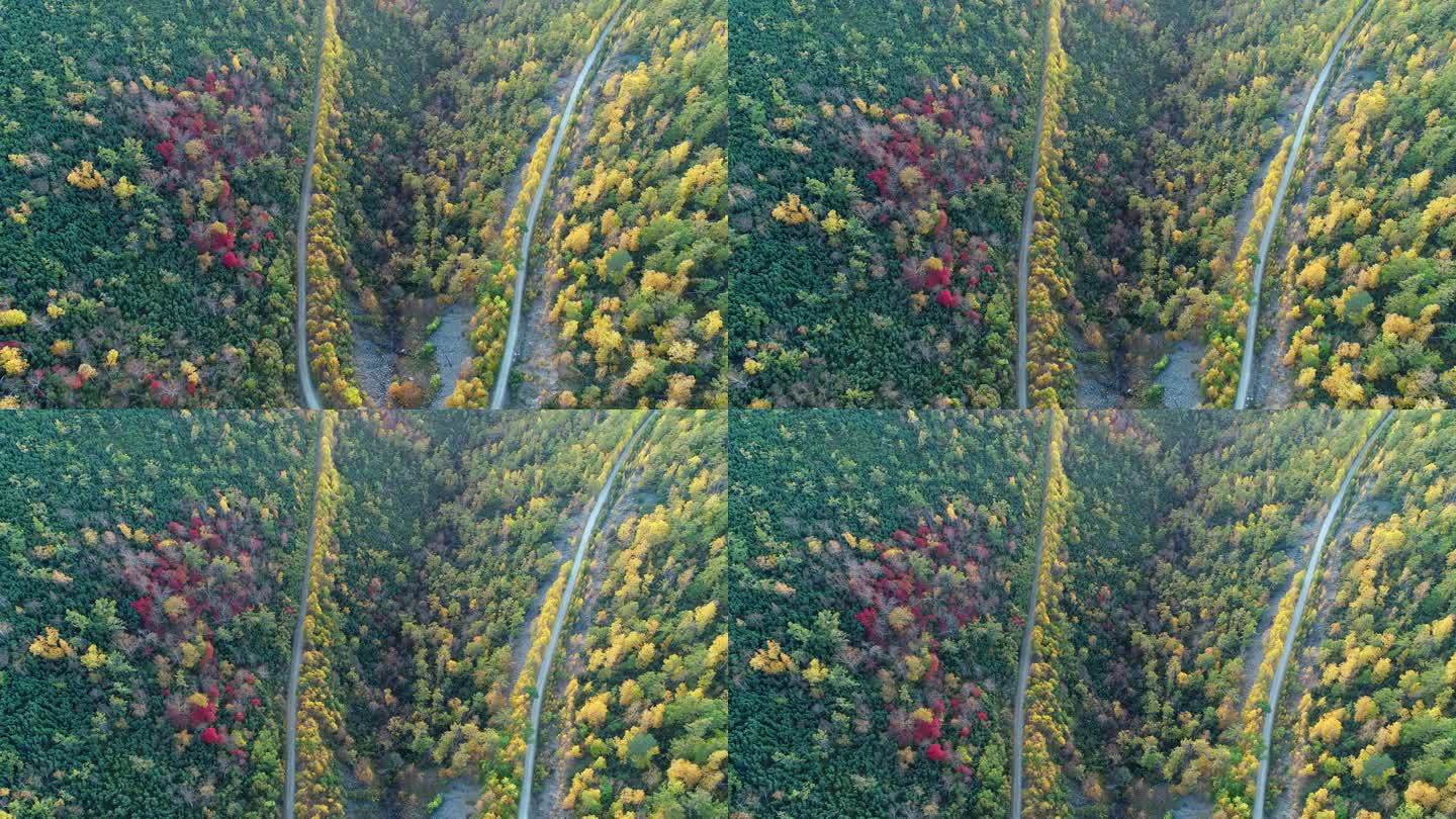 航拍金秋彩林山路