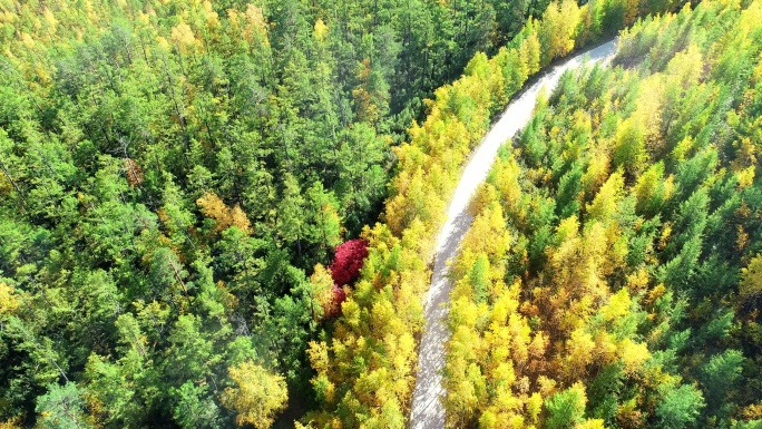 航拍金秋彩林山路