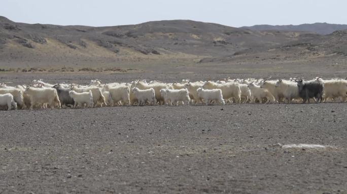 戈壁滩上跑的山羊群