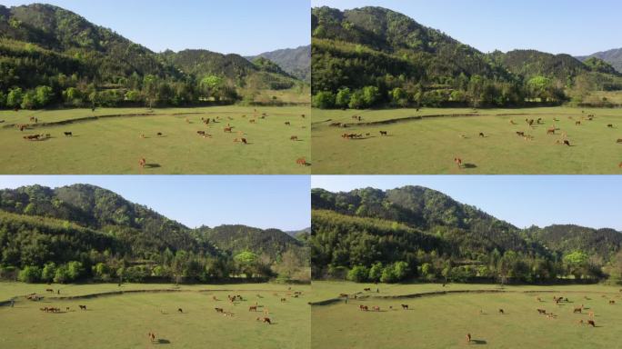 夏日阳光下山边草地上放养的牛群