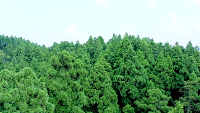 「有版权」航拍天台山华顶国家森林公园4K