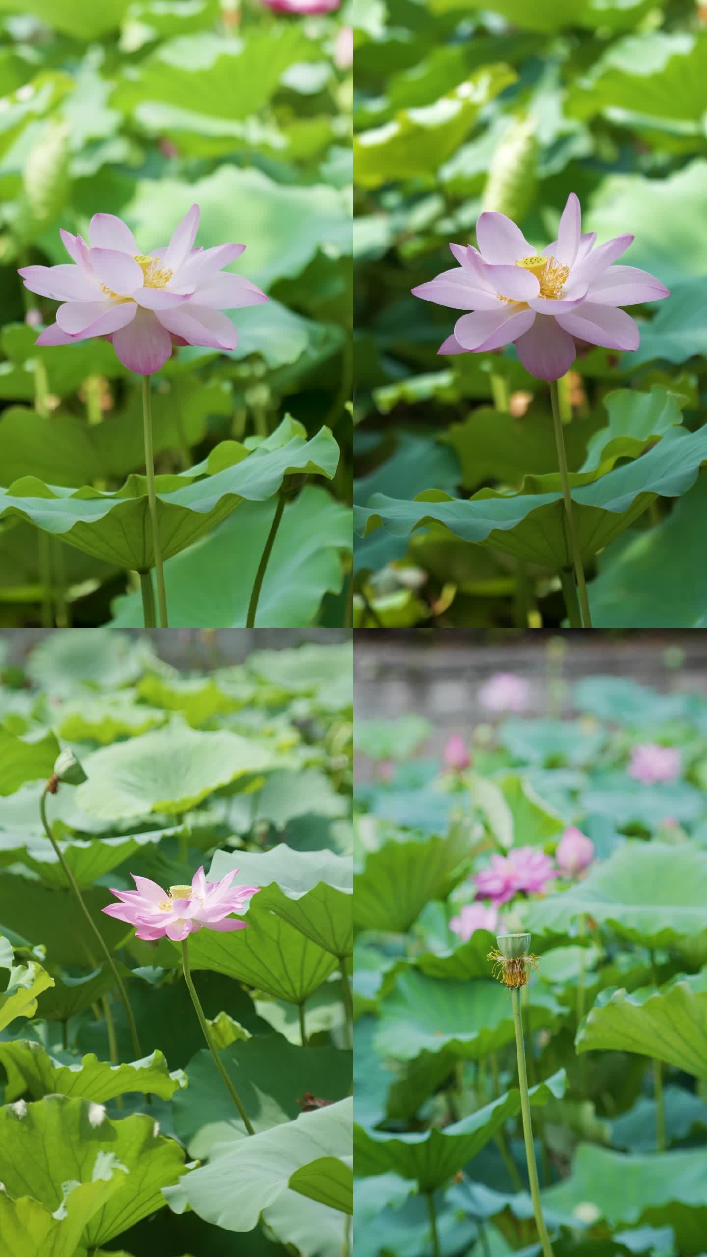 荷花荷叶夏天夏至夏日空镜意向素材