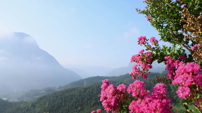 山里盛开的紫微花素材