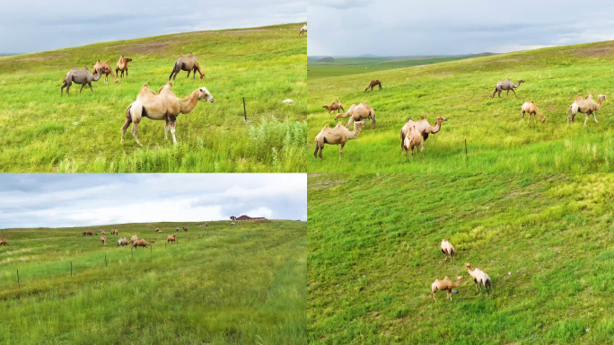 草原骆驼群牧场吃草