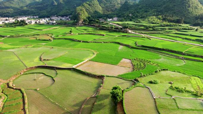 水稻实拍稻田航拍万峰林八卦田新农村