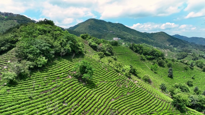 信阳茶山