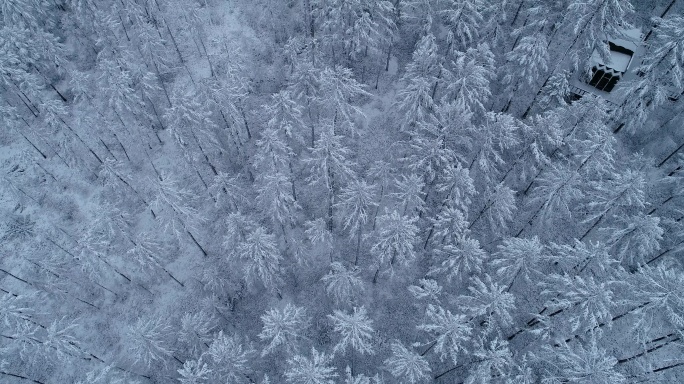 航拍降雪后银色的松林