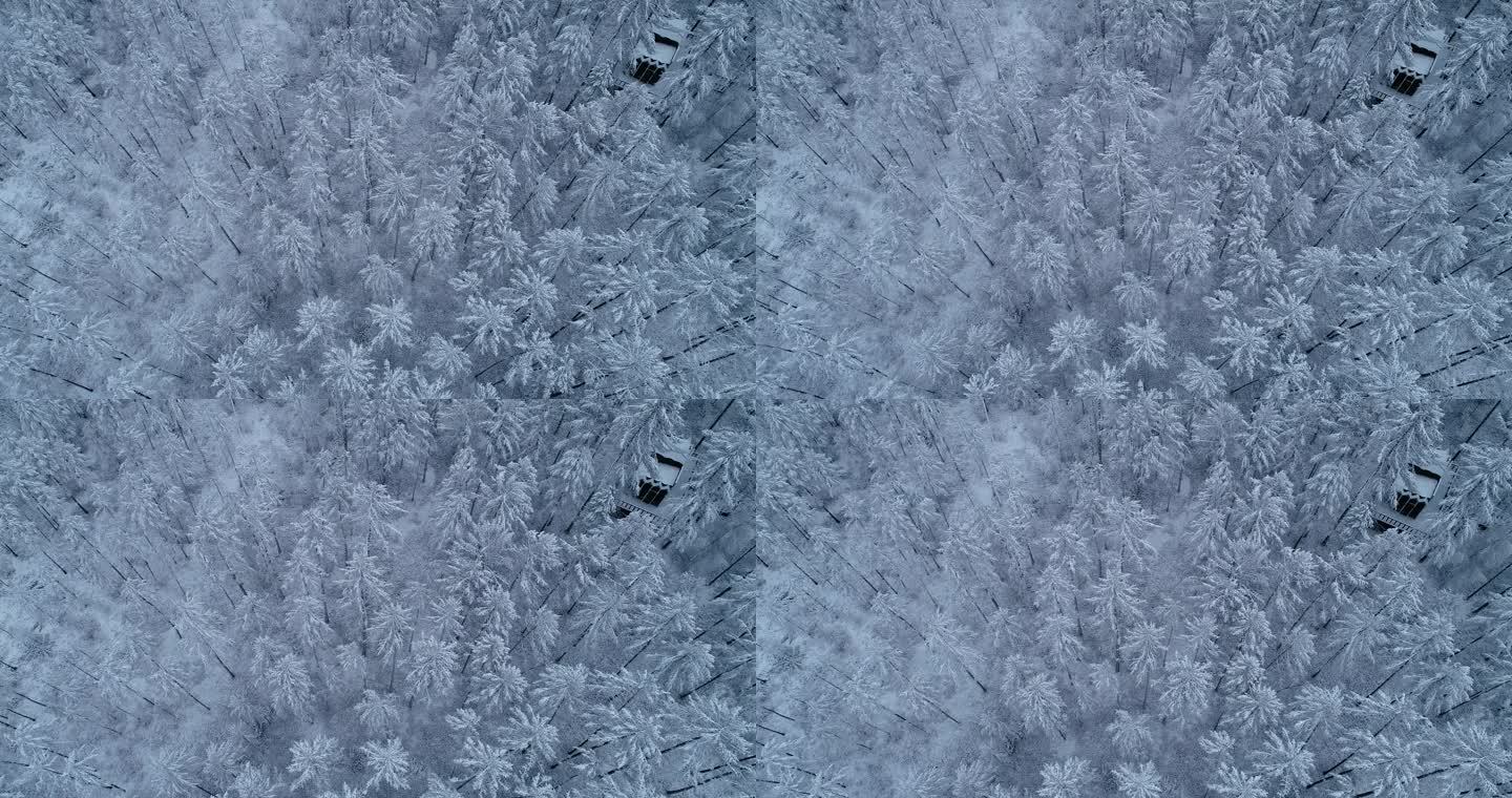 航拍降雪后银色的松林